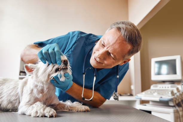 Best Holiday Emergency Dentist in Heathcote, NJ